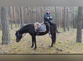 Poney de selle polonais, Jument, 3 Ans, 147 cm, Noir