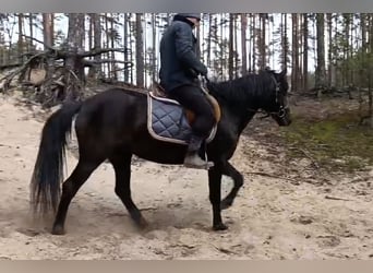 Poney de selle polonais, Jument, 3 Ans, 147 cm, Noir