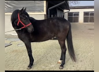 Poney de selle polonais, Jument, 3 Ans, 147 cm, Noir