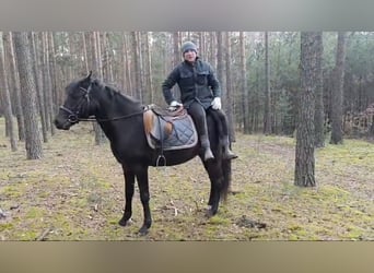 Poney de selle polonais, Jument, 3 Ans, 147 cm, Noir