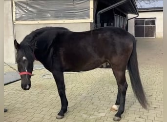 Poney de selle polonais, Jument, 3 Ans, 147 cm, Noir