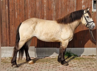 Poney de selle polonais, Jument, 4 Ans, 152 cm, Buckskin