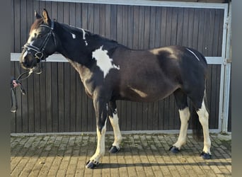 Poney de selle polonais, Jument, 4 Ans, 154 cm, Pinto