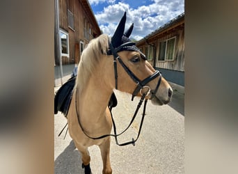 Poney de selle polonais Croisé, Jument, 5 Ans, 135 cm, Isabelle