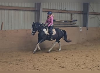 Poney de selle polonais, Jument, 5 Ans, 154 cm, Pinto