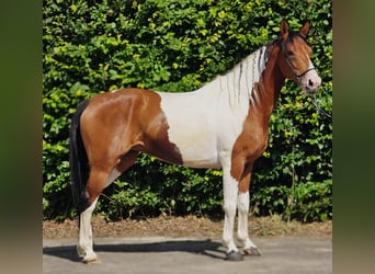 Poney de selle polonais, Jument, 5 Ans, 155 cm, Pinto