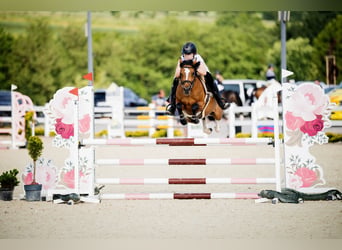 Poney de selle polonais, Jument, 6 Ans, 144 cm, Bai