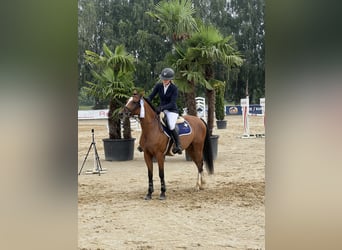 Poney de selle polonais, Jument, 6 Ans, 144 cm, Bai