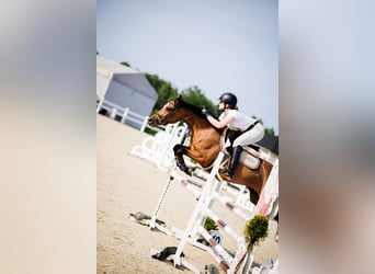 Poney de selle polonais, Jument, 6 Ans, 144 cm, Bai