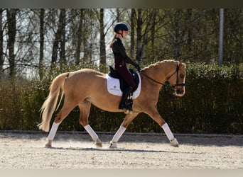 Poney de selle polonais, Jument, 6 Ans, 145 cm, Palomino
