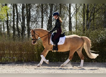Poney de selle polonais, Jument, 6 Ans, 145 cm, Palomino