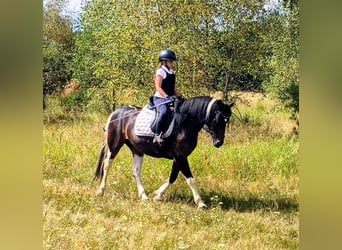 Poney de selle polonais Croisé, Jument, 6 Ans, 150 cm, Pinto