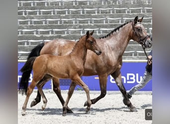 Poney de selle polonais, Jument, 7 Ans, 140 cm, Roan-Bay