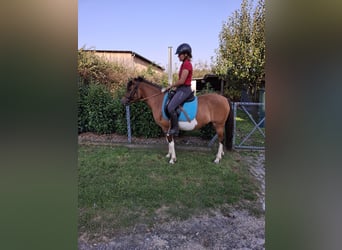 Poney de selle polonais, Jument, 9 Ans, 142 cm, Pinto