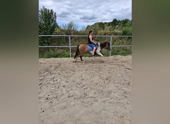 Poney de selle polonais, Jument, 9 Ans, 142 cm, Pinto