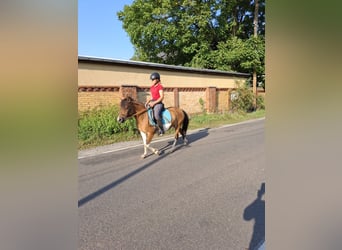 Poney de selle polonais, Jument, 9 Ans, 142 cm, Pinto