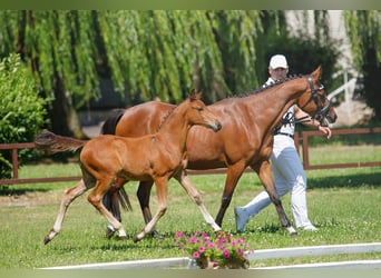 Poney de selle polonais, Jument, Poulain (05/2024), 145 cm, Bai