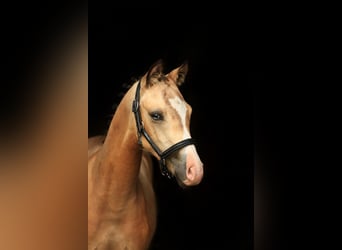 Poney de selle polonais, Jument, Poulain (03/2025), 148 cm, Buckskin