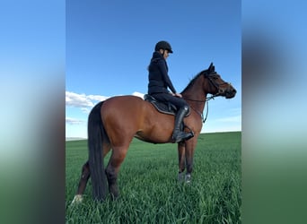 Poney de sport tchèque, Hongre, 12 Ans, 148 cm, Bai