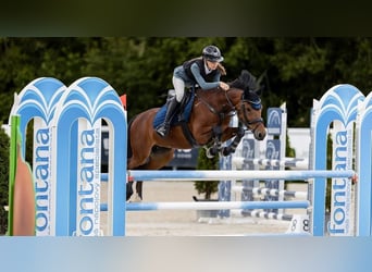 Poney de sport tchèque, Hongre, 13 Ans, 148 cm, Bai