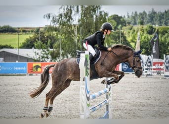 Poney de sport tchèque, Jument, 16 Ans, 135 cm, Alezan dun