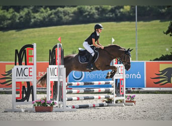 Poney de sport tchèque, Jument, 16 Ans, 135 cm, Alezan dun