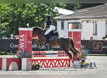 Poney de sport tchèque, Jument, 16 Ans, 135 cm, Alezan dun