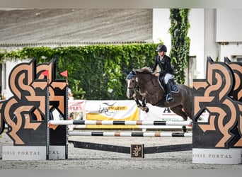 Poney de sport tchèque, Jument, 16 Ans, 135 cm, Alezan dun