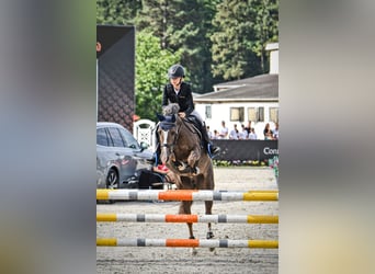 Poney de sport tchèque, Jument, 16 Ans, 135 cm, Alezan dun