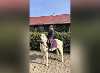 Poney de sport tchèque, Jument, 5 Ans, 122 cm, Palomino