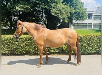 Poney de sport tchèque, Jument, 9 Ans, 143 cm, Alezan