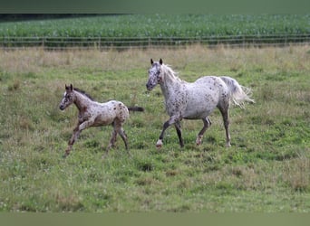 Poney des Amériques, Étalon, 1 Année, 135 cm, Léopard