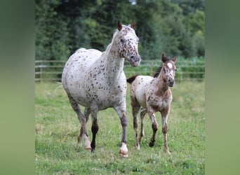 Poney des Amériques, Étalon, 1 Année, 135 cm, Léopard