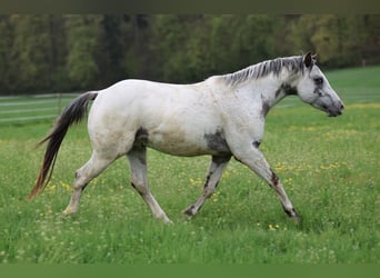 Poney des Amériques, Étalon, 3 Ans, 140 cm, Léopard