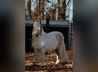 Poney des Amériques, Étalon, 8 Ans, 91 cm, Palomino