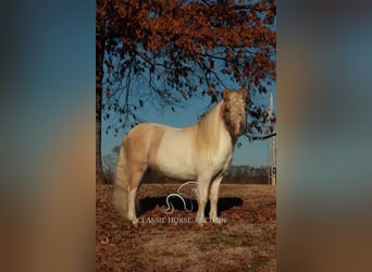 Poney des Amériques, Étalon, 8 Ans, 91 cm, Palomino