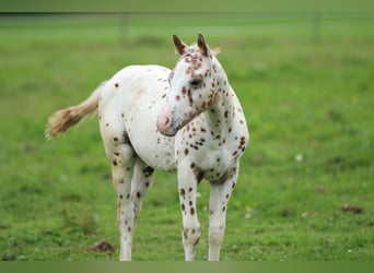 Poney des Amériques, Étalon, Poulain (06/2025), 138 cm, Léopard