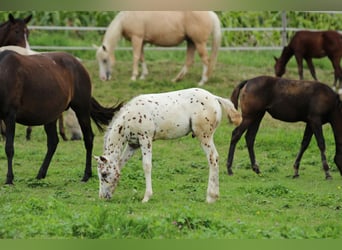 Poney des Amériques, Étalon, Poulain (06/2025), 138 cm, Léopard