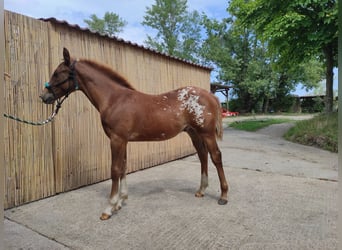 Poney des Amériques, Étalon, Poulain (03/2023), 145 cm, Alezan brûlé