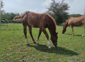 Poney des Amériques, Étalon, Poulain (03/2023), 145 cm, Alezan brûlé
