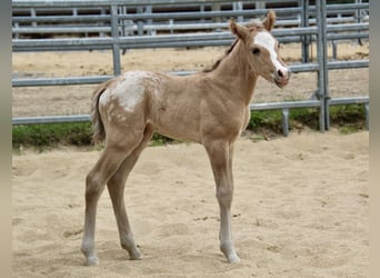 Poney des Amériques, Étalon, Poulain (01/2026), 145 cm, Alezan dun