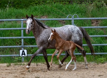 Poney des Amériques, Étalon, Poulain (05/2026), 145 cm, Alezan