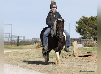 Poney des Amériques, Hongre, 10 Ans, 112 cm, Tobiano-toutes couleurs