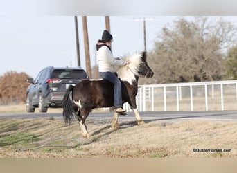 Poney des Amériques, Hongre, 10 Ans, 112 cm, Tobiano-toutes couleurs