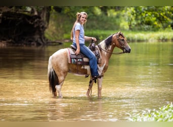 Poney des Amériques, Hongre, 10 Ans, 130 cm, Buckskin