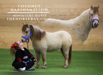 Poney des Amériques, Hongre, 10 Ans, 91 cm, Buckskin