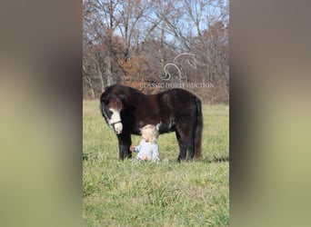 Poney des Amériques, Hongre, 10 Ans, 99 cm, Noir