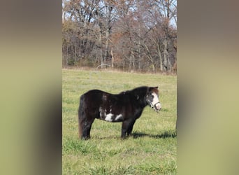 Poney des Amériques, Hongre, 10 Ans, 99 cm, Noir