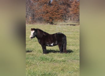 Poney des Amériques, Hongre, 10 Ans, 99 cm, Noir