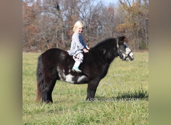 Poney des Amériques, Hongre, 10 Ans, 99 cm, Noir